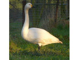 Bewick Swans